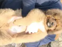 Крупный тибетские мастифы мальчик и девочка, фотография 2