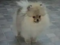 Питомник 