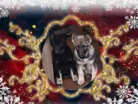 Щеночки -лучший подарок на Новый Год!, фотография 2