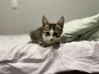 Отдам котёнка в добрые руки