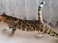 Продам бенгалочку