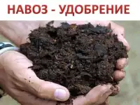 В мешках и Валом навоз коровий свежий и перегной  в Ярославле