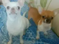 Мини чихуахуа