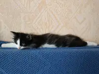 Котик в добрые руки, фотография 4