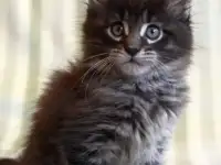 Отдам котенка!