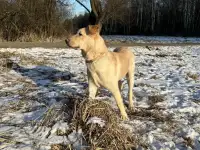 Отдам щенка в добрые руки, фотография 3