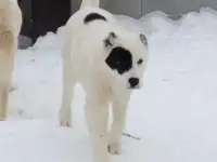 Щенки САО, фотография 3