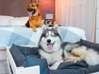 Лежанка для крупных пород деревянная, фотография 3
