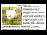 Цыплята бройлеры Росс-308