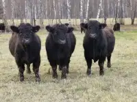 Чистопородные племенные мясные, фотография 2