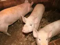 Продаются поросята