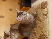 Бурмиллы, две девочки., фотография 3
