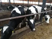 Нетели племенные голштинской породы.