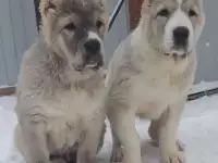 АЛАБАИ