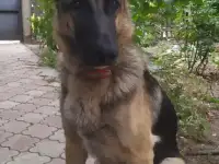 Щенки восточно-европейской овчарки