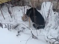 обьявление
