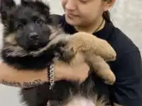 Длинношёрстые щенки немецкой овчарки «шоу класса «, фотография 8