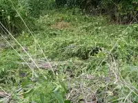 покос тавы