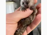 Отдам даром Ручная обезьянка игрунка
