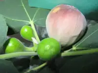 Инжир  для  дома  и  дачи ., фотография 3