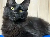 Котята Мейн Кун, фотография 5