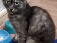 Отдам кошку даром