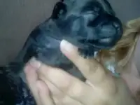 щенки
