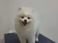 Стрижка собак.