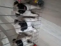 Бежевые мопсики, фотография 2