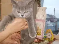 Продаю котенка британской породы