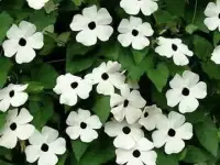 Красивые лианы для сада, фотография 4