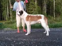 Подростки сенбернара