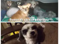 Пожалуйста, помогите выжить, фотография 3