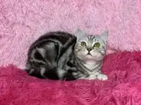 Британские котята, фотография 2
