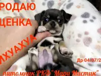 Щенки чихуахуа разного возраста, пола и окраса, фотография 7