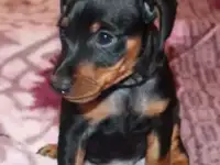 Цвергпинчер