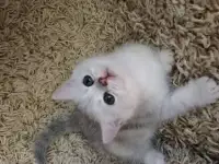 Британская короткошёрстная шиншильного окраса