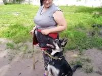Дрессировка собак с передержкой