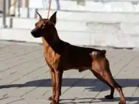 Вязка кобель Цвергпинчер, фотография 3