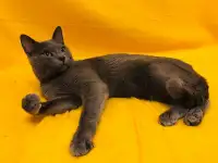Ласковый Найс ищет дом., фотография 4