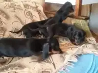 Щенки таксы