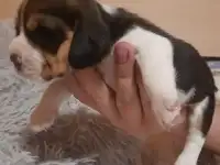 Щенки бигля, фотография 2