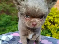 Чихуахуа щенки, фотография 7