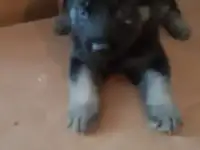 Щенок вео