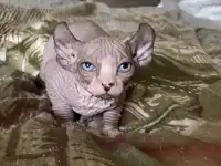Котята канадского сфинкса