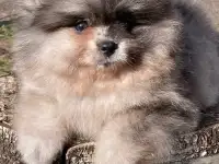 Померанский шпиц щенки