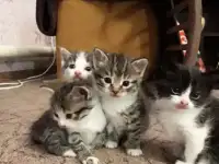 Котята от кошки-мышеловки