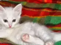 Отдадим котят в добрые руки