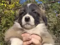 Щенки алабая