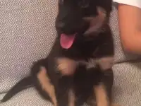 Отдам щенка в хорошие руки!, фотография 4